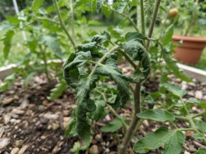 Tomaten Blätter rollen sich